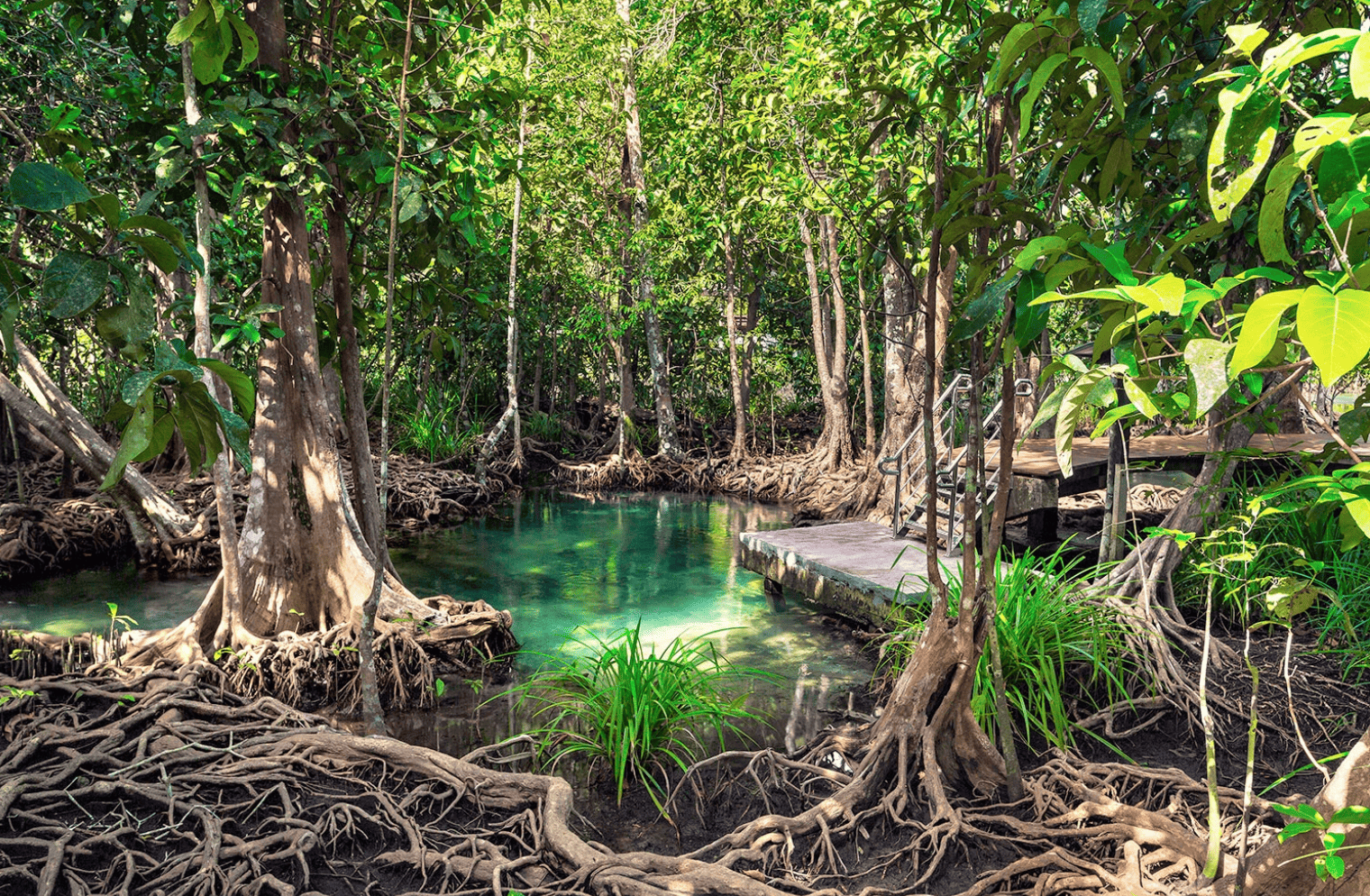 Parque Nacional Los Haitises manglares – bosque de manglar con agua turquesa en Samaná República Dominicana